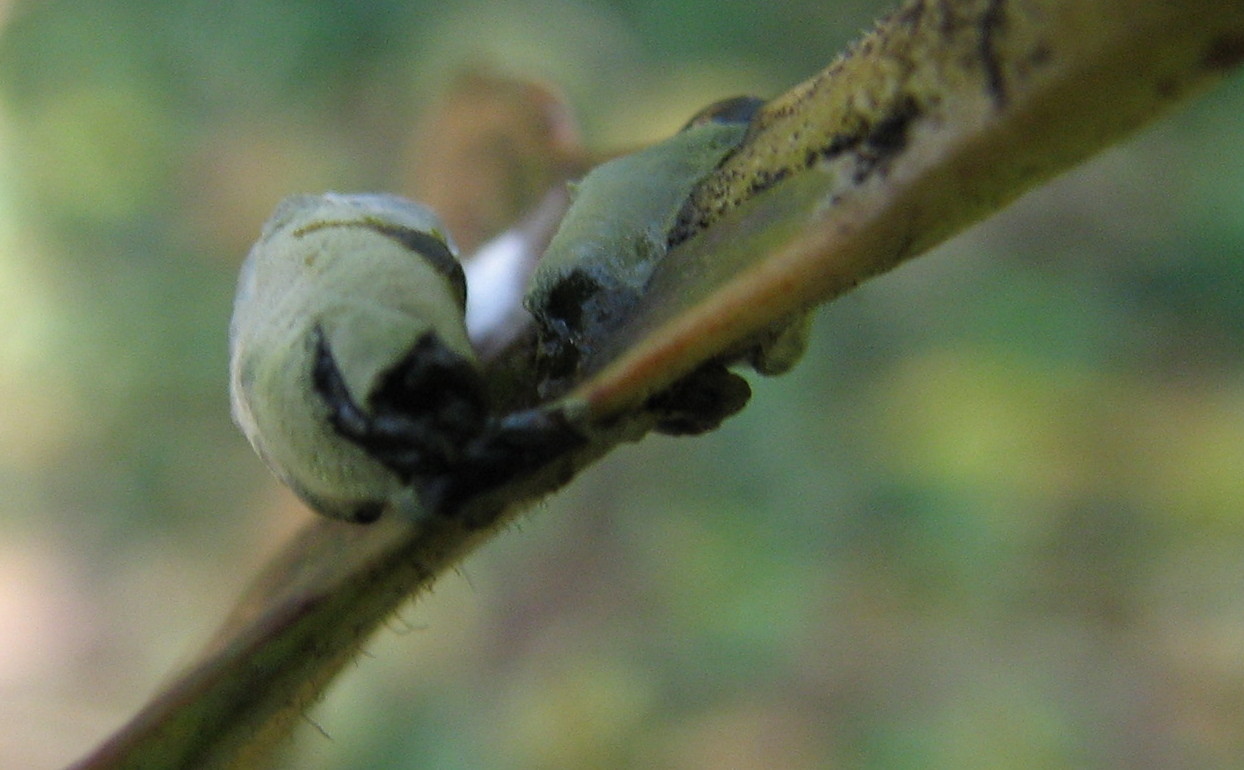 Penso larva strana